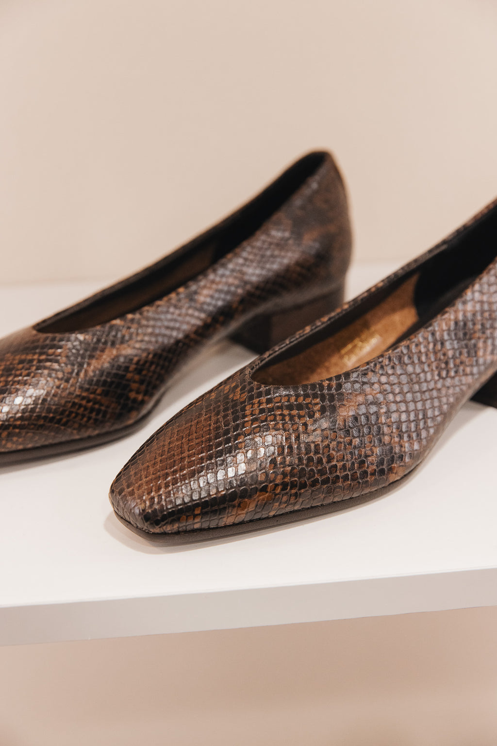 Favorite python marron