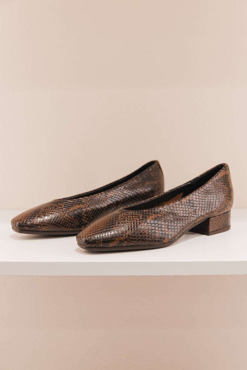 Favorite python marron