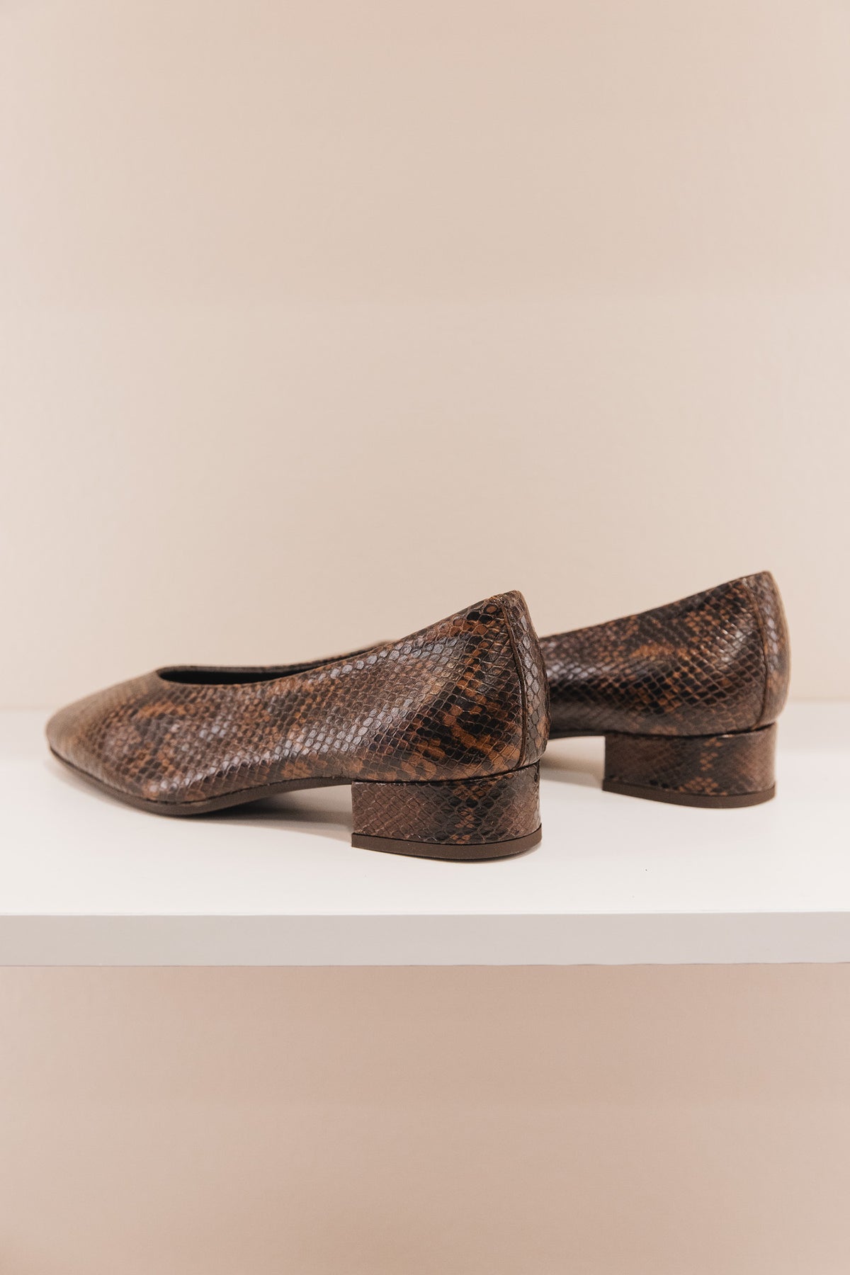 Favorite python marron